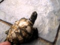 Phil Steve Irwin The Turtle Hunter