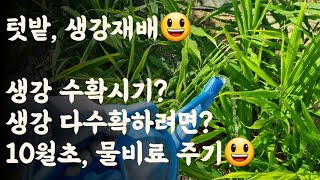 생강  수확시기? / 생강 10월 초 관리 / 생강 다수확하려면? 10월초 물비료 주기
