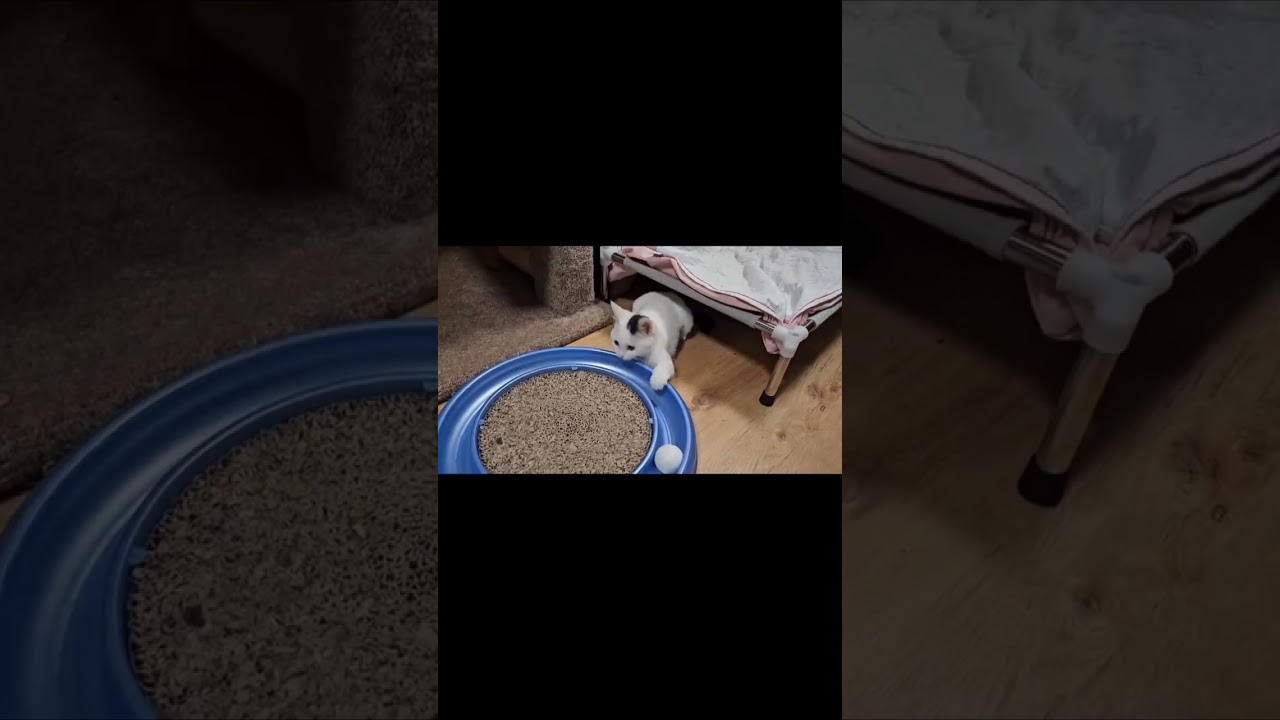 Enlarge Dove, a ADOPTABLE mixed breed in Berlin, CT video 1/6
