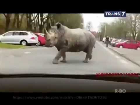 On The Spot 7 Kemunculan Hewan Tak Lazim di Jalan Raya