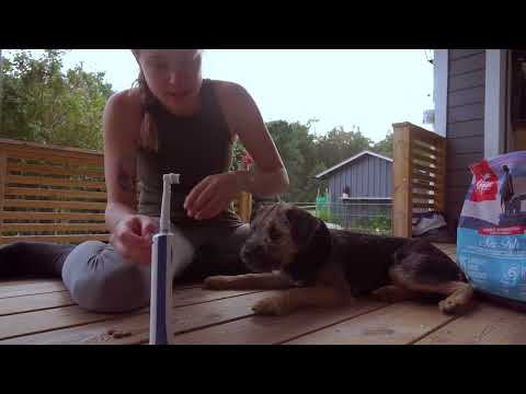 Haktarget för att borsta tänder eller göra rent öron på hund