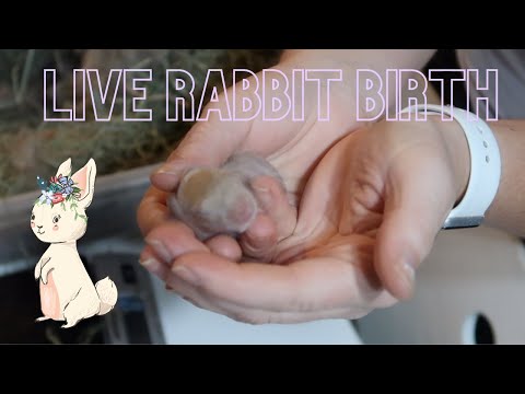 Rabbit nesting and giving birth // Live birth of baby rabbits // The first 24 hours of life