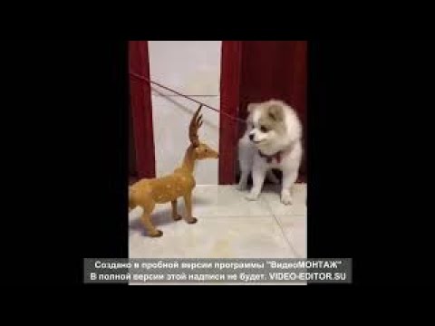 MELHORES VÍDEOS DE ANIMAIS ENGRAÇADOS🐶🐱🐹🐰-2021