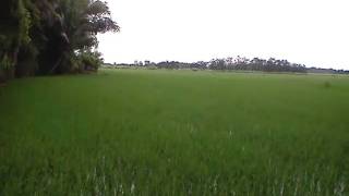 preview picture of video 'Pototan - Family rice field'