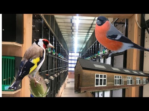 Amazing Bird rooms from the UK and Ireland