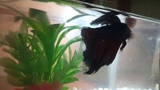 Download lagu Gila ini cupang ngegigit jari saya !!!!versi lagu dj panas panase mp3 Download lagu Gila ini cupang ngegigit jari saya !!!!versi lagu dj panas panase mp3