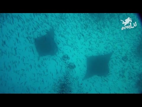 Palau - German Channel