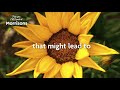 Seeds Of Hope