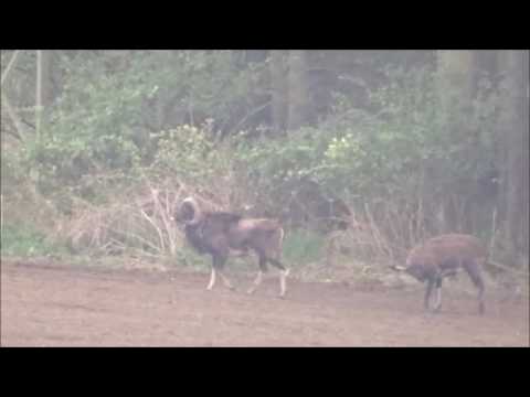 Muffelwild Taltitz 070517