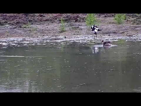 Djuma: Little Grebe juvenile and Blacksmith Lapwings - 16:26 - 04/28/20