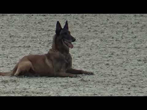 2022 IGP CACT Russia 7 Lezhnev Роман and Coddy z Udoli Jizery (Malinois) B92