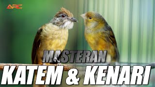 Download lagu MASTERAN KAPAS TEMBAK DAN KENARI mp3