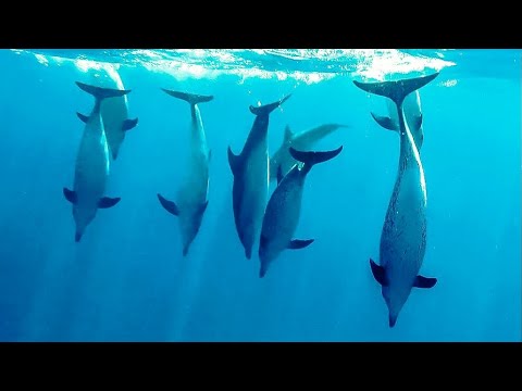 Dolphins in Palm Beach 2018 - SCUBA Diving with Narcosis Dive Company
