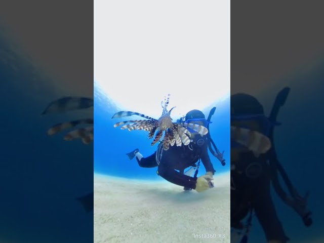 とんとんだいぶ