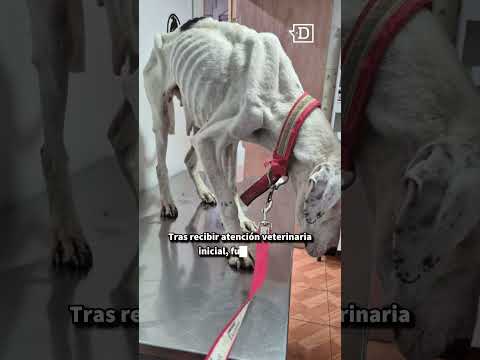💔🐶 “Le cambió la carita”.