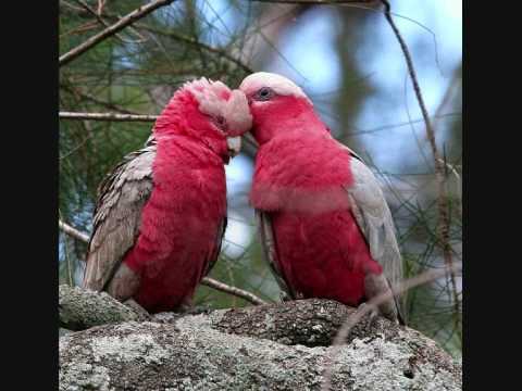 Deutsch Türkische Liebe