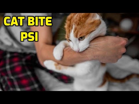 How Strong Is A Domestic Cat's Bite? (Cat Bite Force PSI)