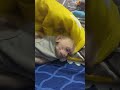 Fall A Sleep Lion Joyful Monkey And Human Bond Over Playful Pillow Fights Creating Unforgettable