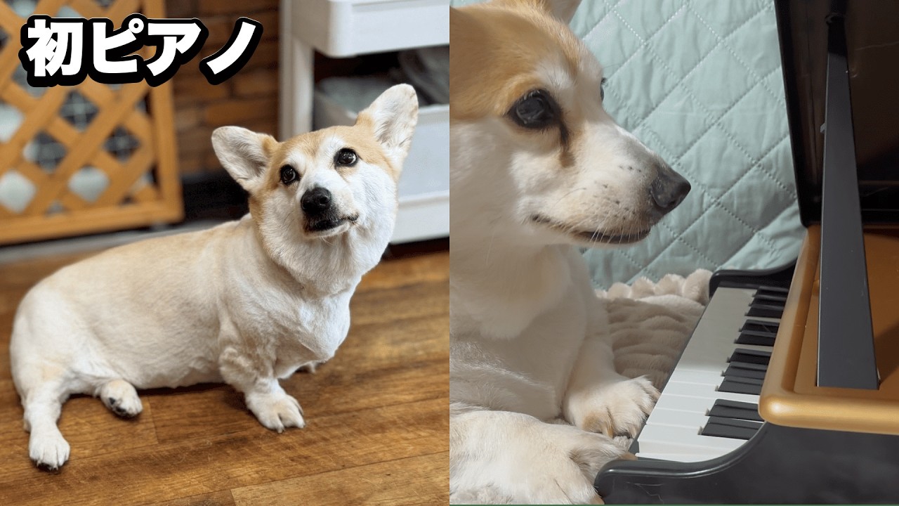 全身バリカンの後、はじめてのピアノ