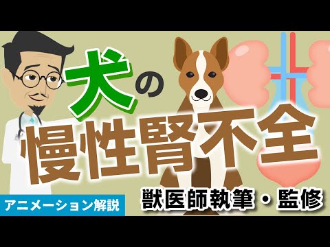 犬の腎不全 - 症状と治療法