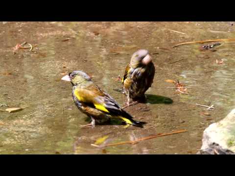 download lagu mp3 mp4 Oriental Greenfinch, download lagu Oriental Greenfinch gratis, unduh video klip Oriental Greenfinch