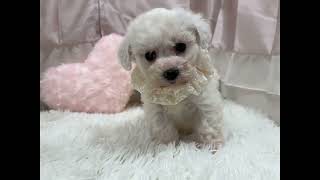 ビションフリーゼの動画01