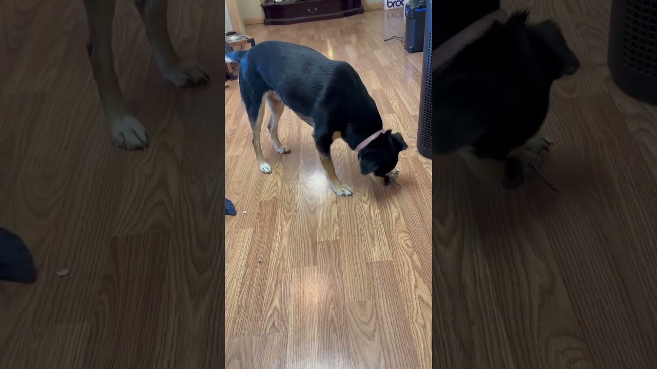 Lady, an adopted Miniature Pinscher in Seguin, TX video 6/6