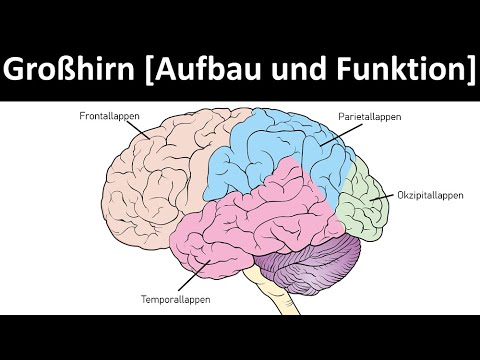 Cerebrum - Structure and organization [frontal lobe, temporal lobe, parietal lobe, occipital lobe]