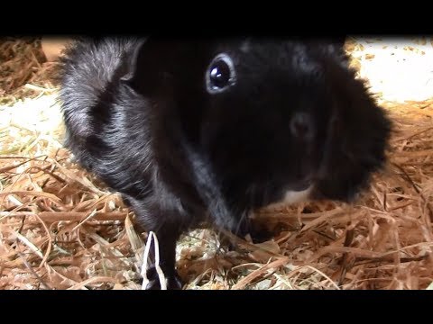 Vorstellung meiner Meeries [1]:   FRECHI