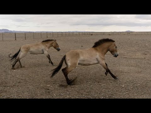 , title : 'Przewalski-Pferde werden in der Mongolei ausgewildert'