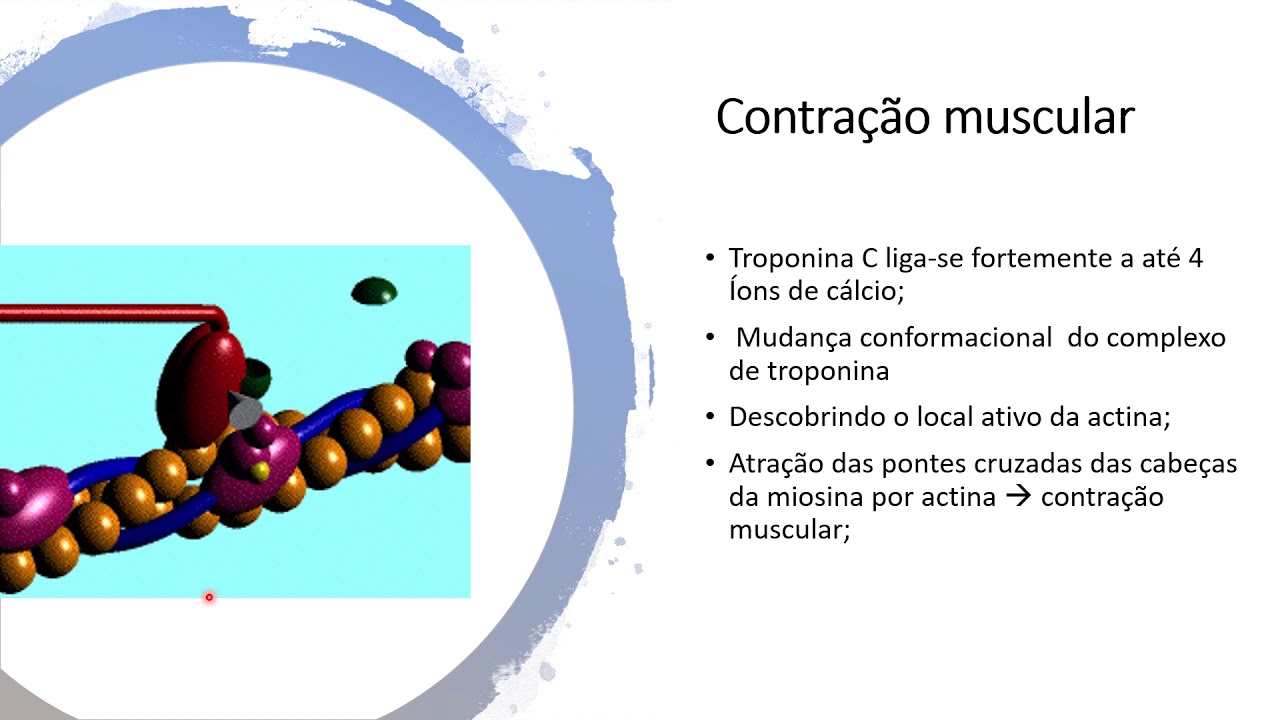 Aula 5   Mecanismo Molecular da contração muscular