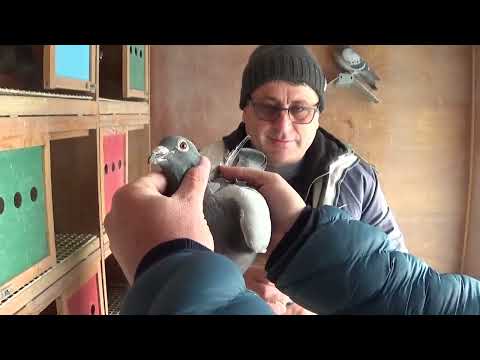 Columbofil dl Alexandru Cazacu Bucuresti Romania porumbei reproductie maraton 31 ian 2022 part 5