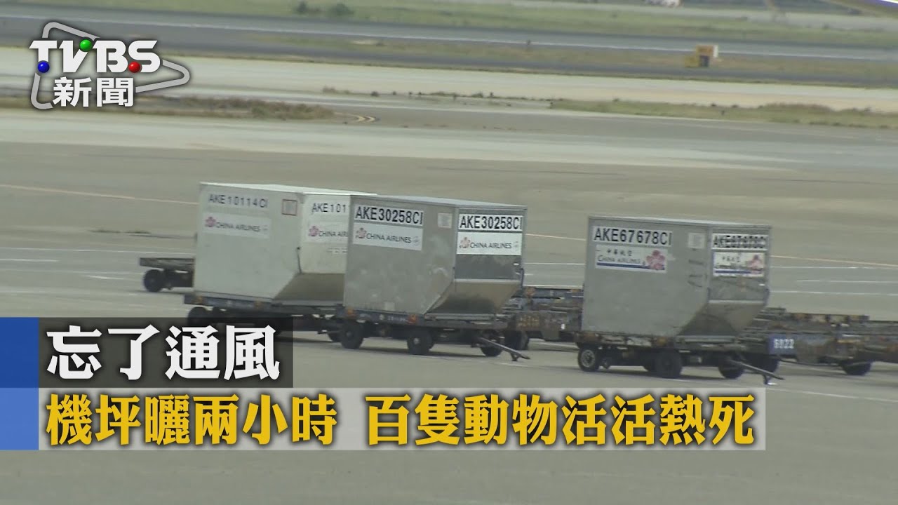 忘了通風!機坪曬兩小時 千隻動物活活熱死