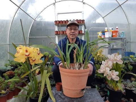, title : 'How to Propagate and Take Care of Cymbidium Orchids'