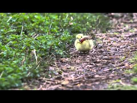 A House Of Gold--Lloyd Snow