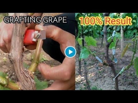 , title : 'How to graft grape vines?'