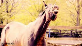 Time of our lives {Goodbye Mo}