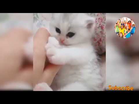 Baby cats Cute and funny cat video kids Studio Akshit