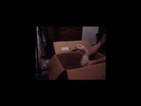 Mand Aid - Do They Know It's Christmas?