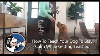 How To Teach Your Dog To Stay Calm While Getting Leashed