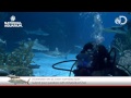 ICYMI: Underwater Diver Chat with Holly Bourbon ...