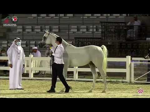 N.288 JA CARRAR AL JAZEERA - UAE National Championship 2020 - Stallions 4-6 Years Old (Class 10B...