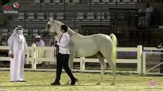 N.288 JA CARRAR AL JAZEERA - UAE National Championship 2020 - Stallions 4-6 Years Old (Class 10B...