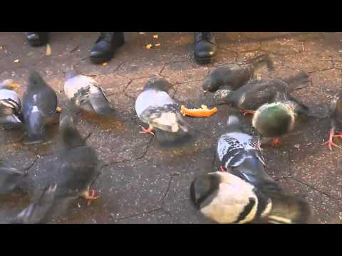 Owls: Feeding Pigeons (Adult Swim Bump)