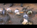 Owls: Feeding Pigeons (Adult Swim Bump)