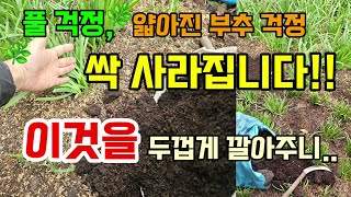 얇아진 부추 "이것만 두껍게" 깔아주면 굵고부드러운 부추가됩니다 #부추키우기