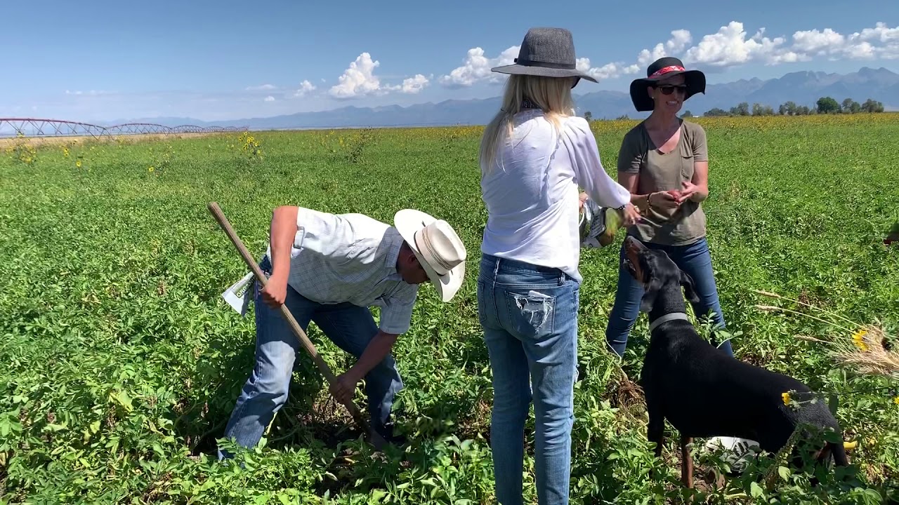 Colorado Red Potatoes