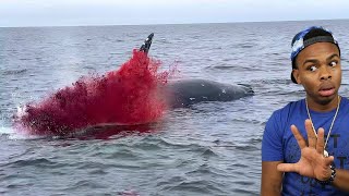 dead whale explodes on camera..