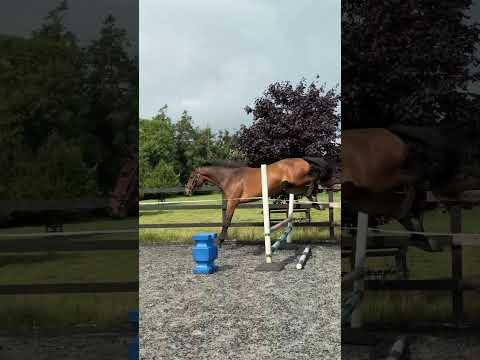 3yo Gelding by Castlefield Future - Image 2