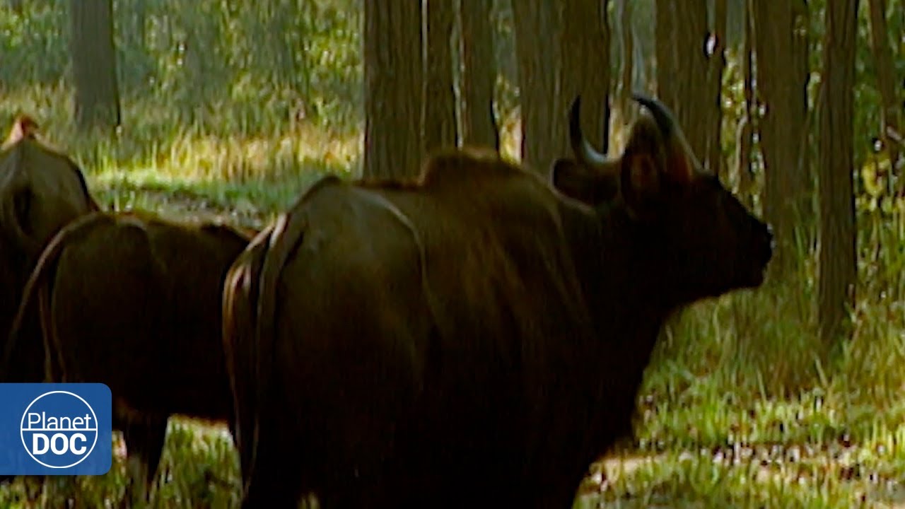 El bóvido salvaje más grande del mundo y otras especies en la frontera de Nepal con la India